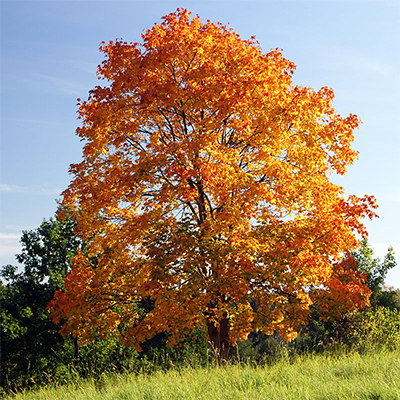 Bild eines Ahorns im Herbst, Quelle Wikipedia
