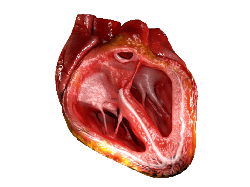Computergenerierter Querschnitt eines 3D-Modell des Herzen