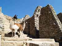 Peru 2007: Machu Picchu - Lamas in den Ruinen