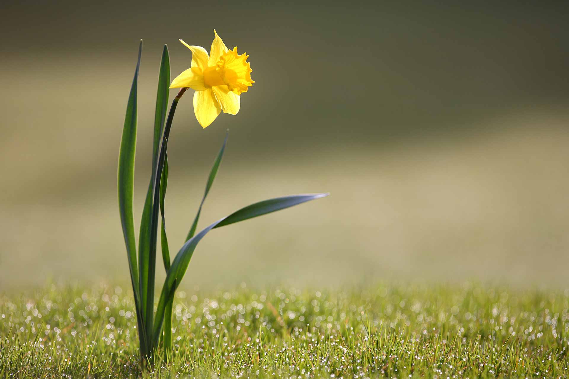 Osterglocke als Zeichen des Frühlings, Quelle: Wikipedia