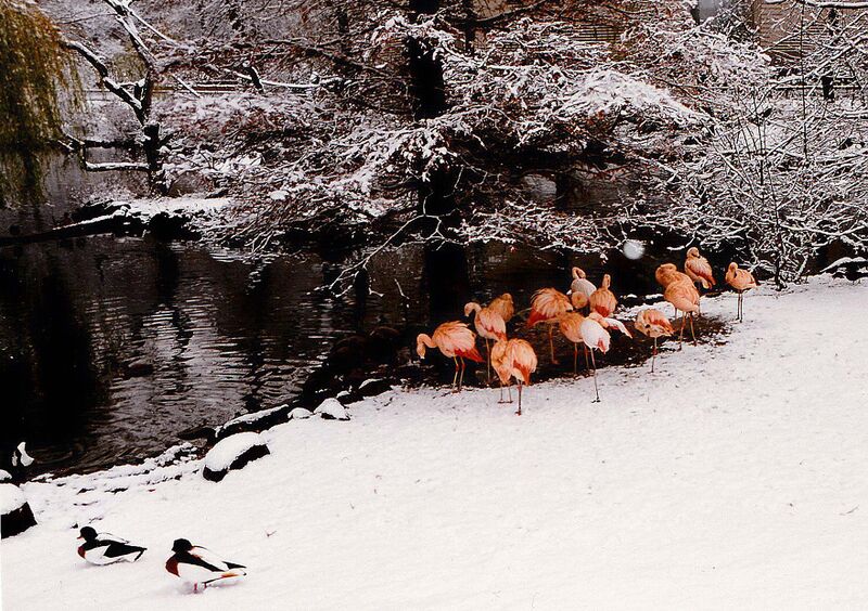 Flamingos im Winter